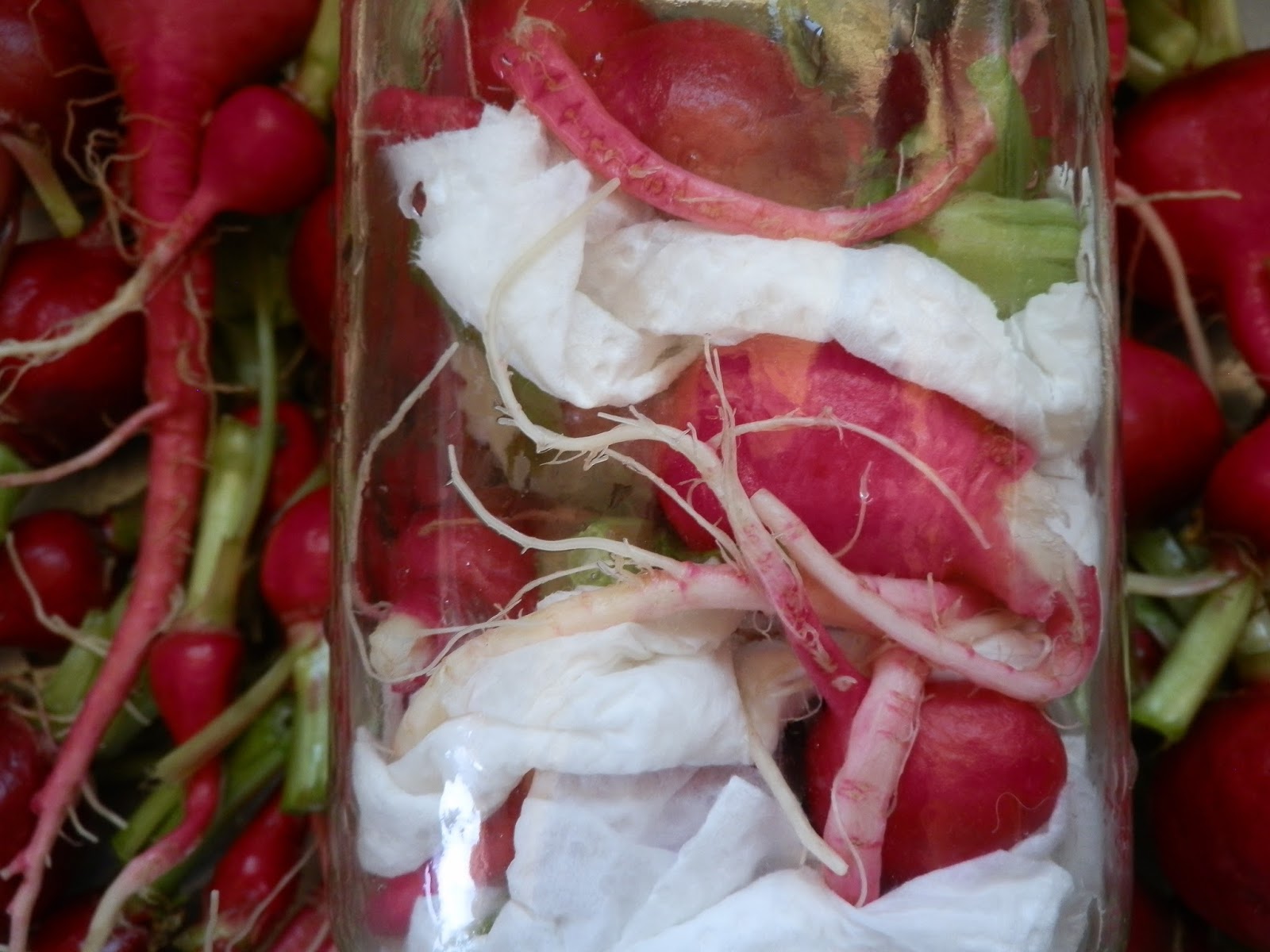 Our Bit of Dirt Harvesting & Storing Radishes