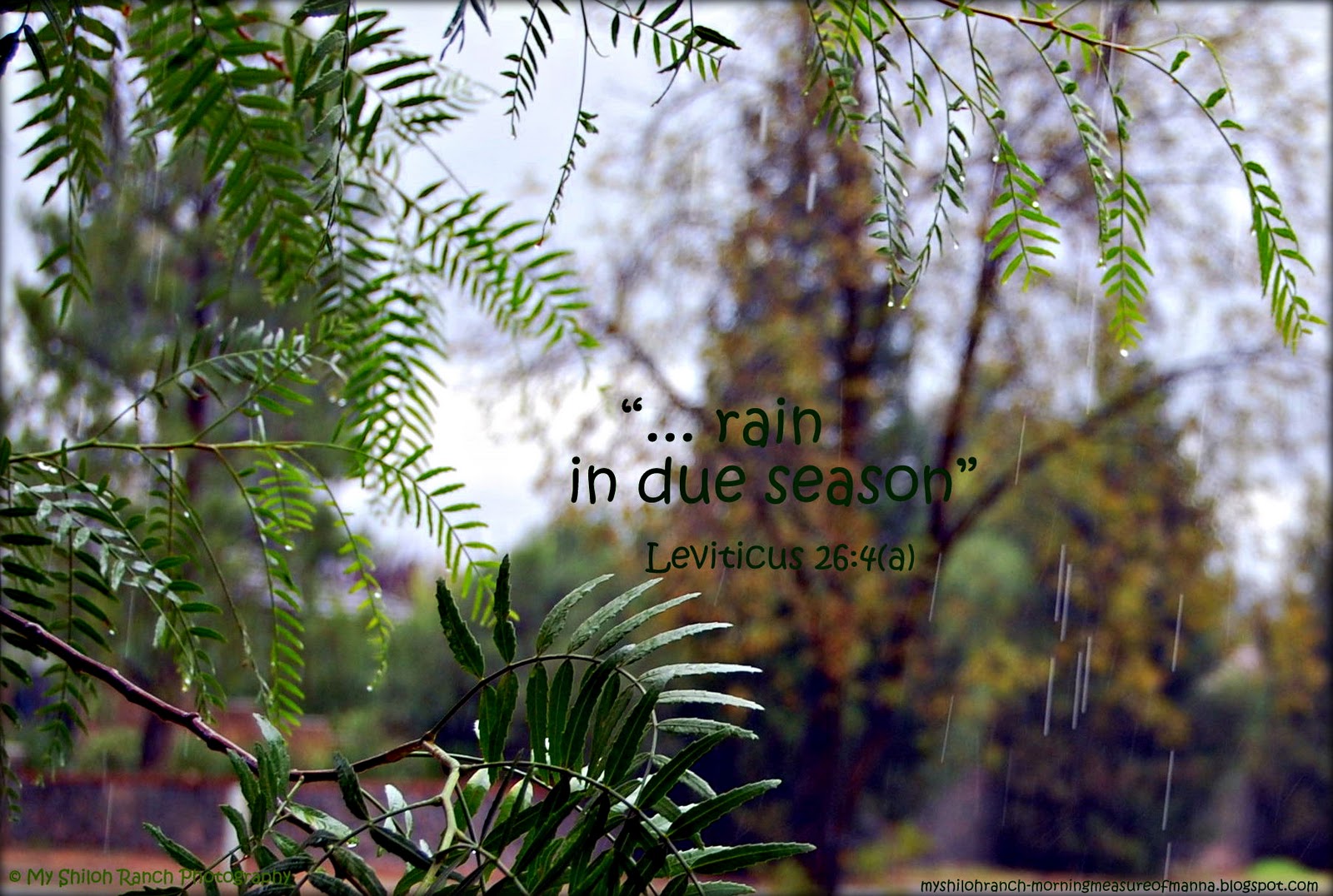 morning-measure-of-manna