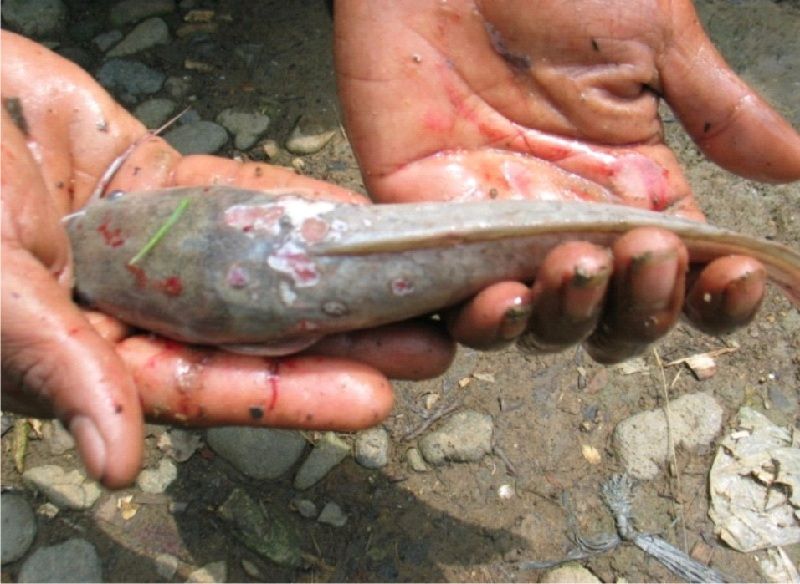Gambar Jenis Penyakit Ikan Lele