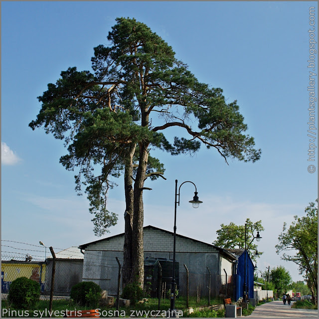 Pinus sylvestris - Sosna zwyczajna pokrój