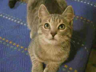 sapne mein billi dekhna सपने में बिल्ली देखना sapne mein billi dekhna सपने में बिल्ली देखना