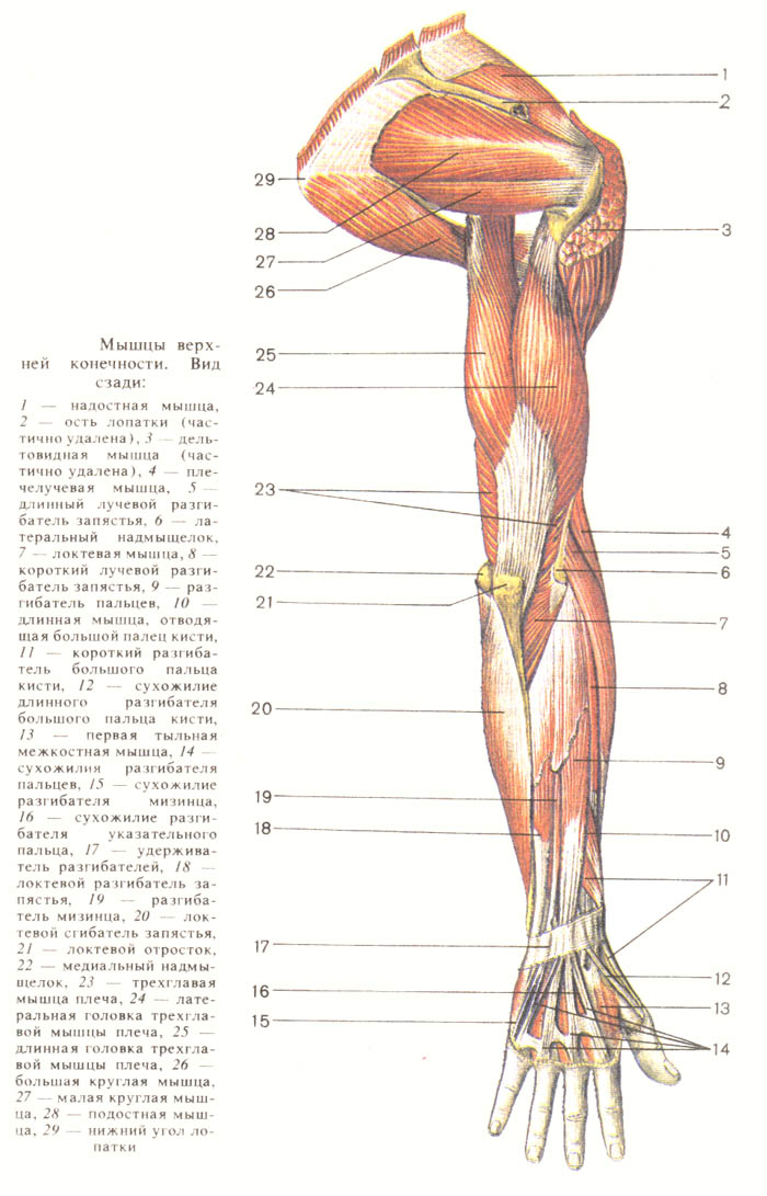 Анатомия мышц рук человека