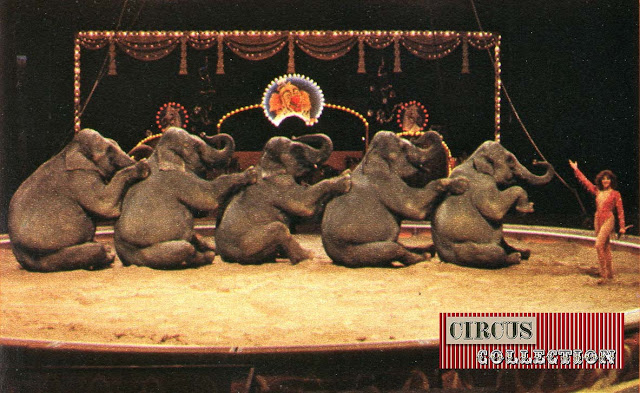 5 éléphants assis dans la sciure du manège