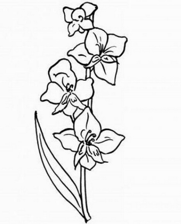 Как нарисовать гладиолус поэтапно для начинающих карандашом