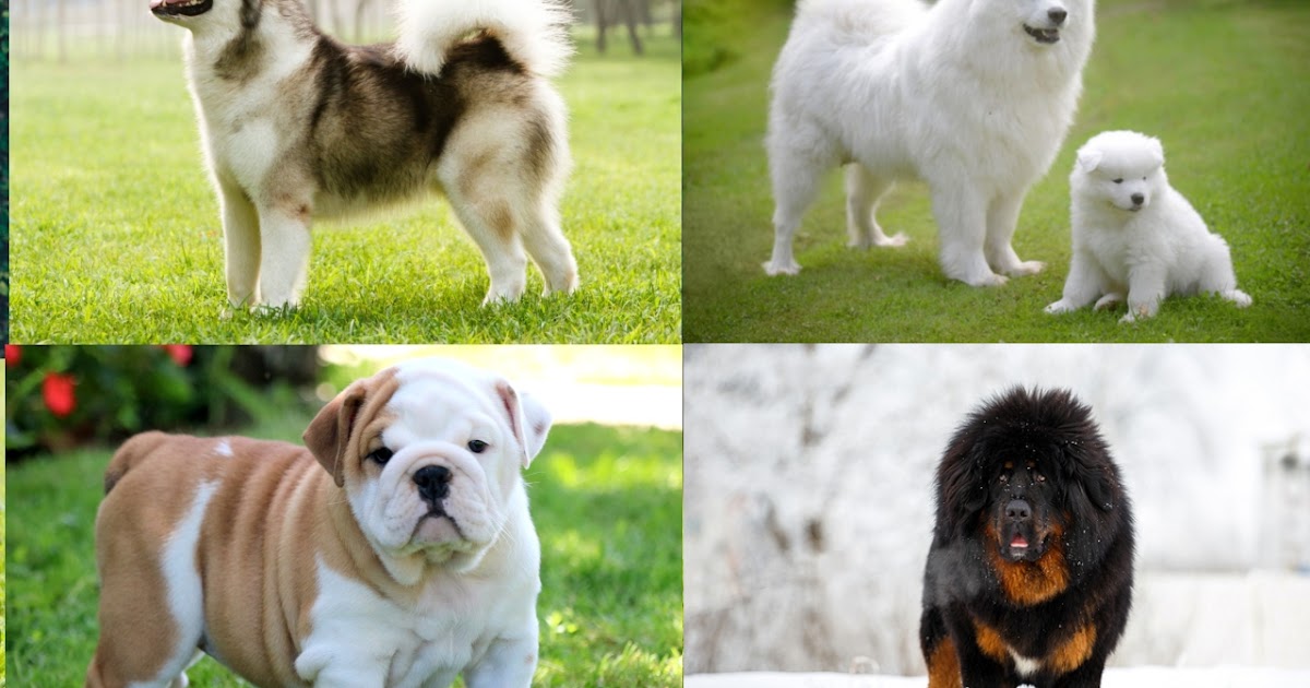 I Love Indo 4 Jenis Anjing Dengan Harga Termahal Di Dunia