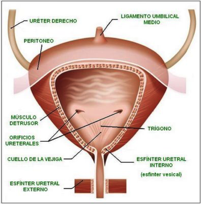 Anatomia Aplicada SISTEMAS DEL CUERPO