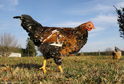 feed chicken mix own layer keeping natural harvey ussery grower formulas starter several charts etc needs based recipes different website