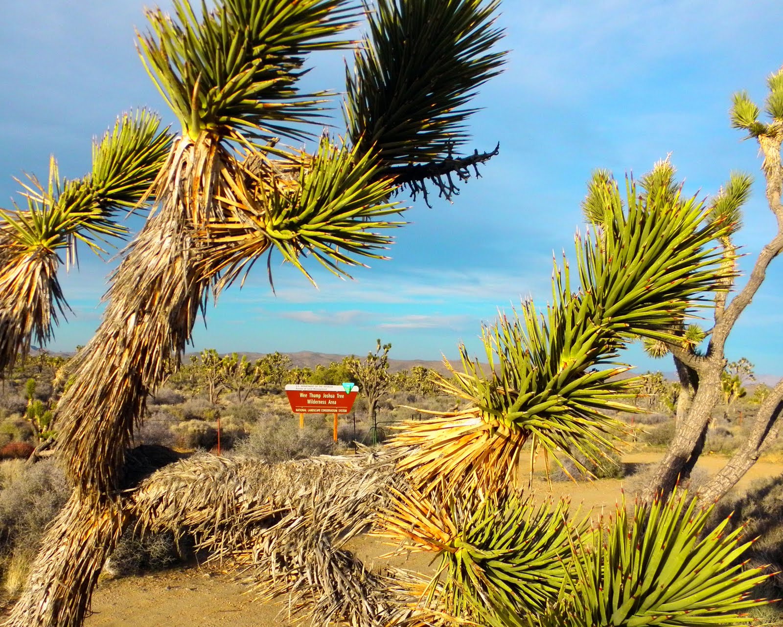 Hollow Mantras The all knowing JOSHUA TREES of Nevada