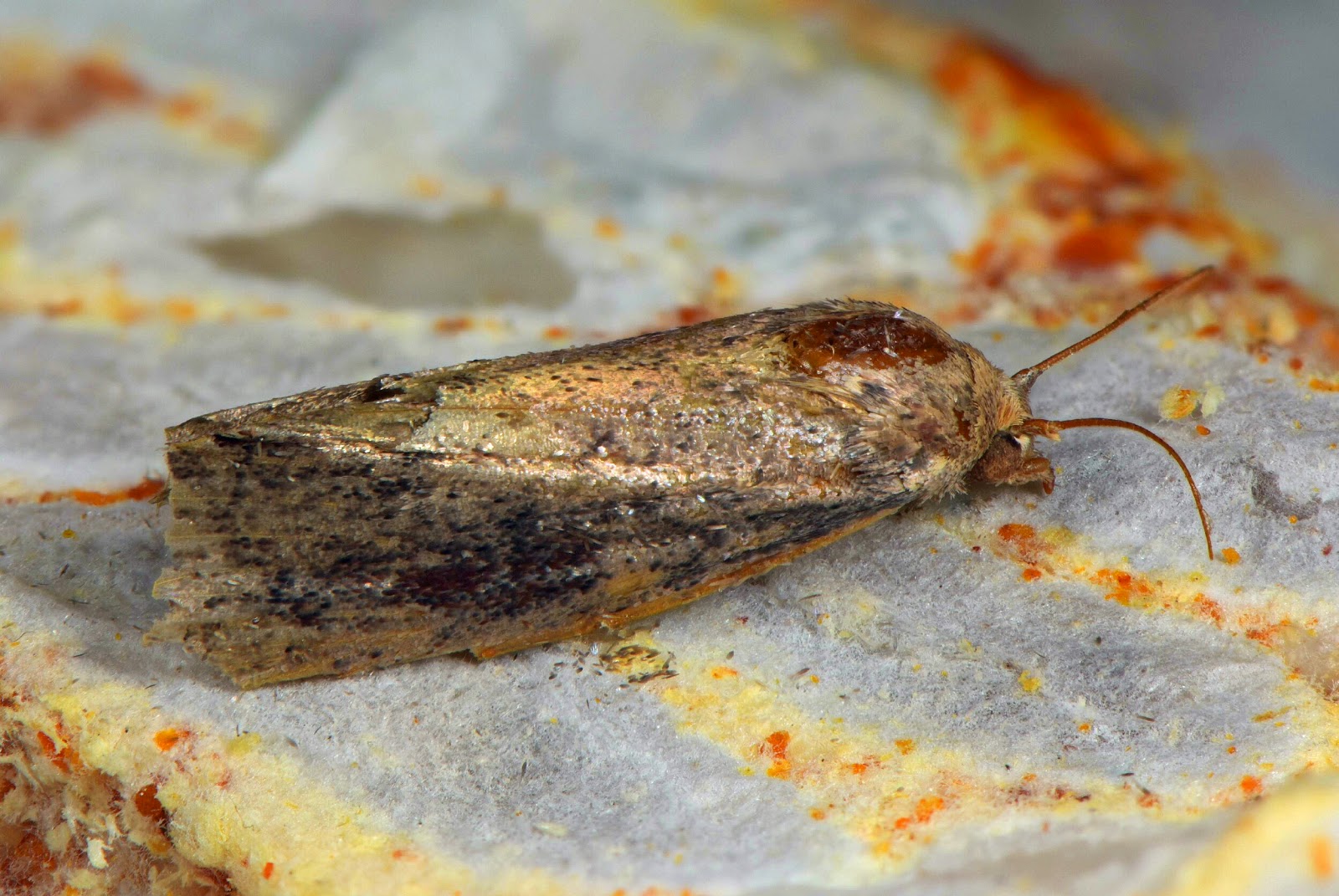 The good life Wax moth larva