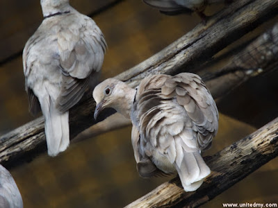 Dove Penang Bird Park 2016