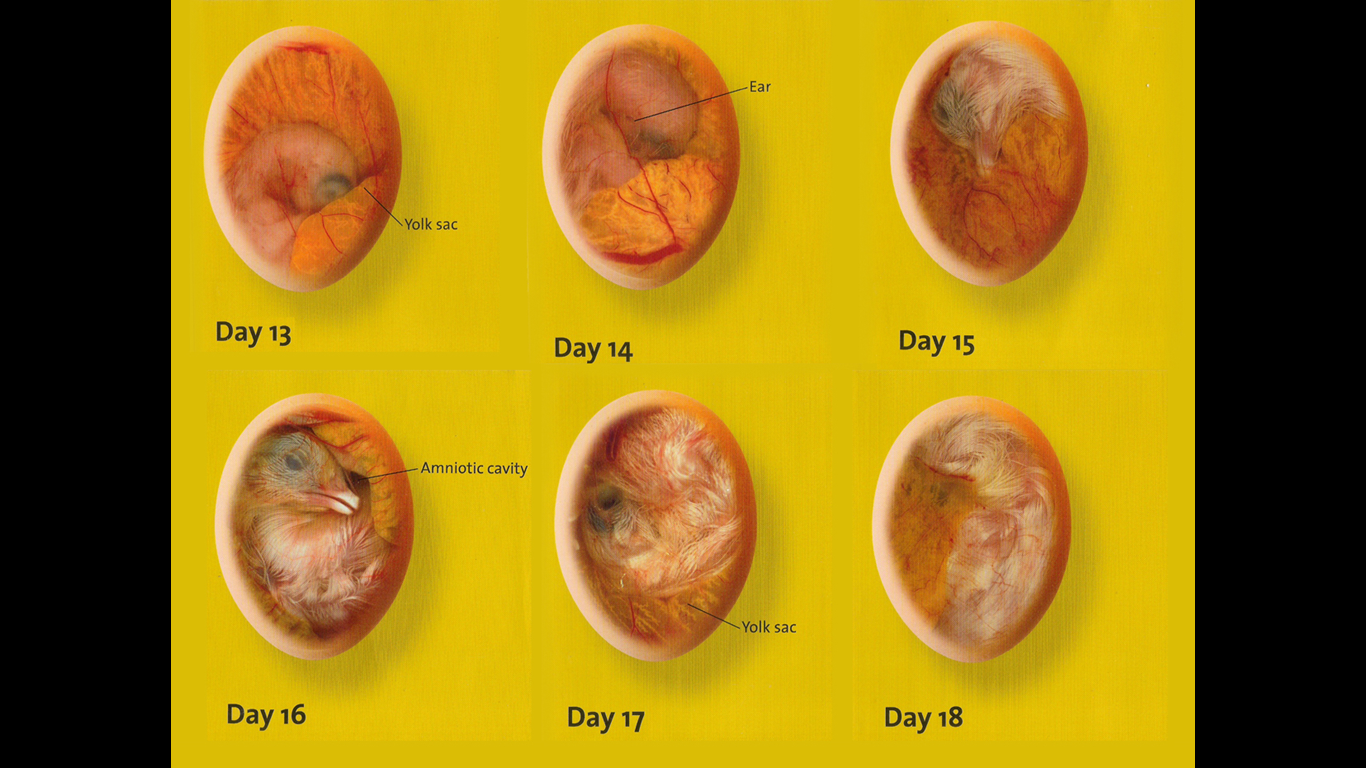Perkembangan embrio ayam terjadi di dalam telur yang dierami selama
