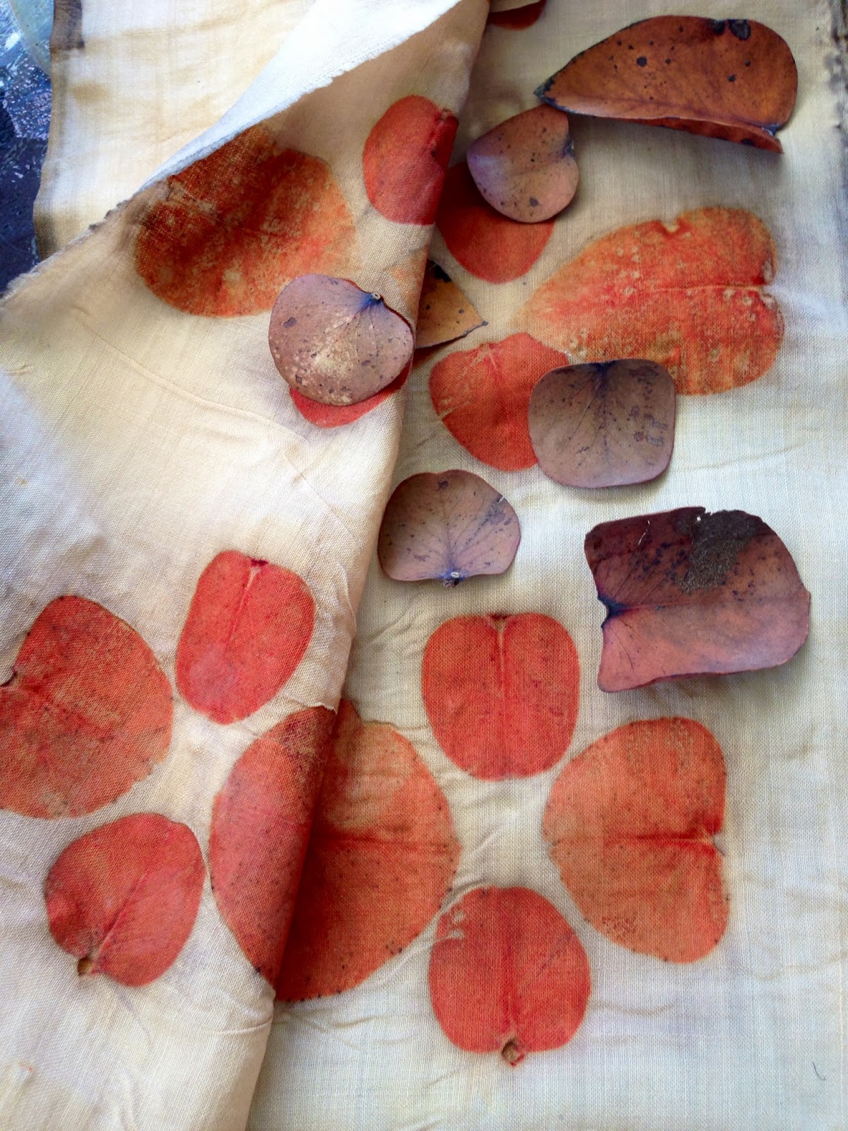 Moon to Moon 6 ways with Eucalyptus in the home..