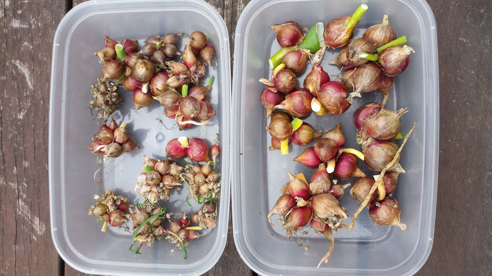 Alans Allotment: Catawissa Walking Onions
