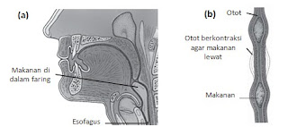 Organ Organ Pencernaan Pada Manusia