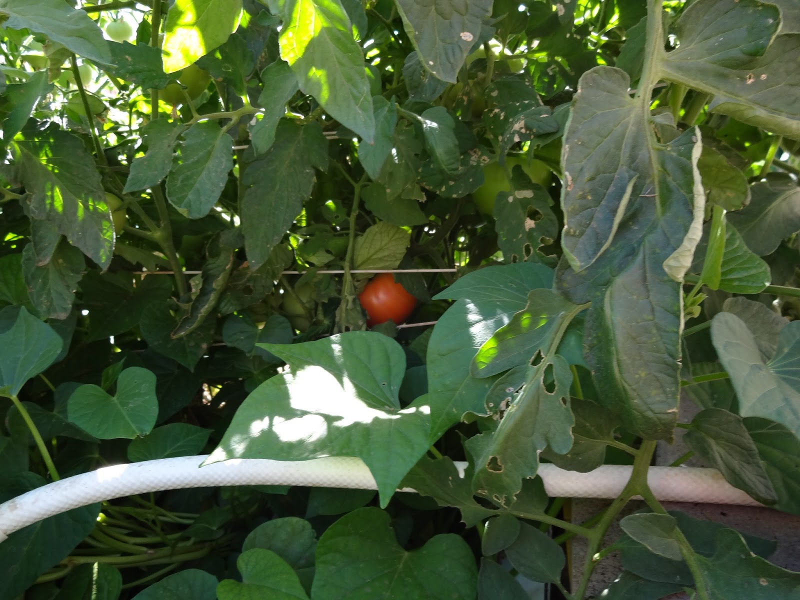 The Scientific Gardener Tomatoes Aplenty