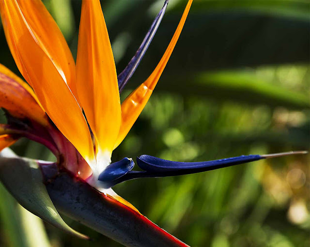 Bird In Everything Giant Bird Of Paradise Flower