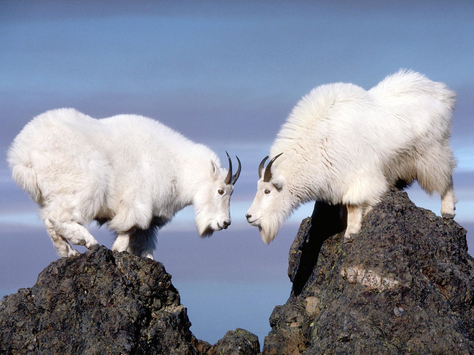 Mountain Goats Animal Facts And Information | All Wildlife Photographs