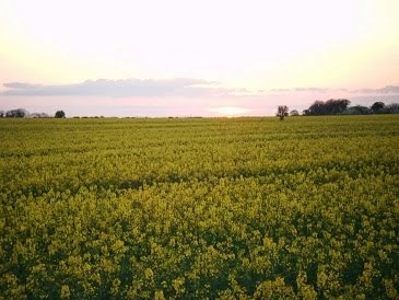 Field