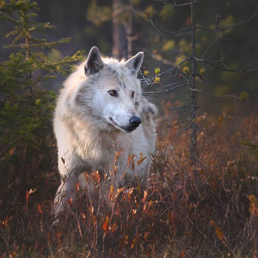 Wild Wolf Wild Wolf