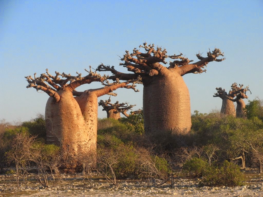 art is derived from natural "Baobab" is the Bottle Tree