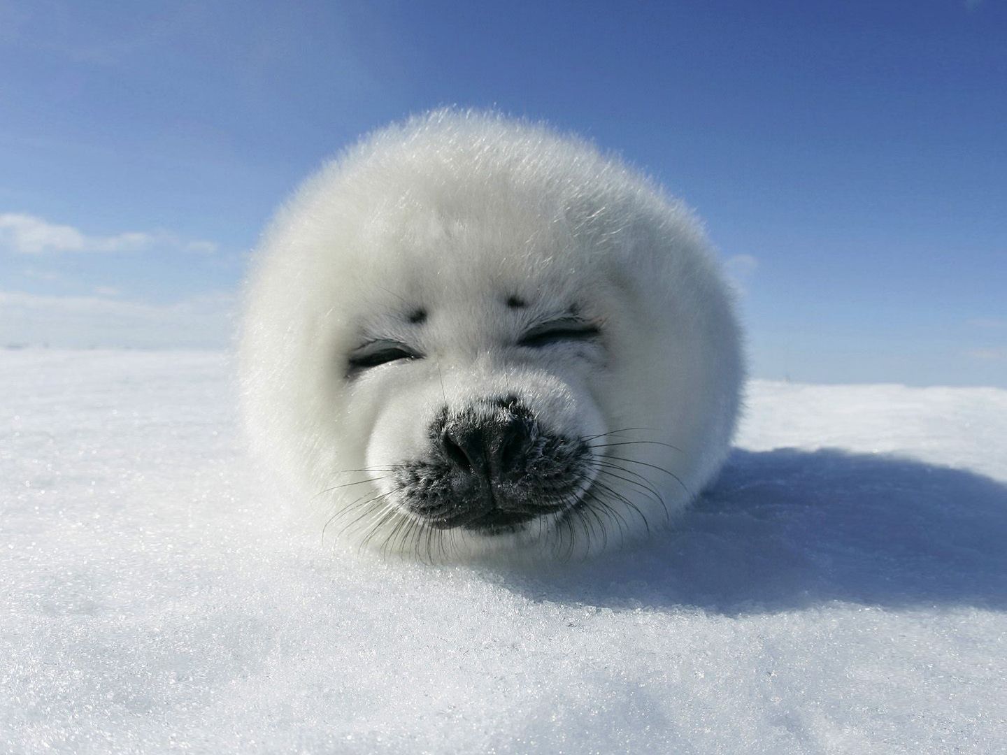 seal+pup.jpeg