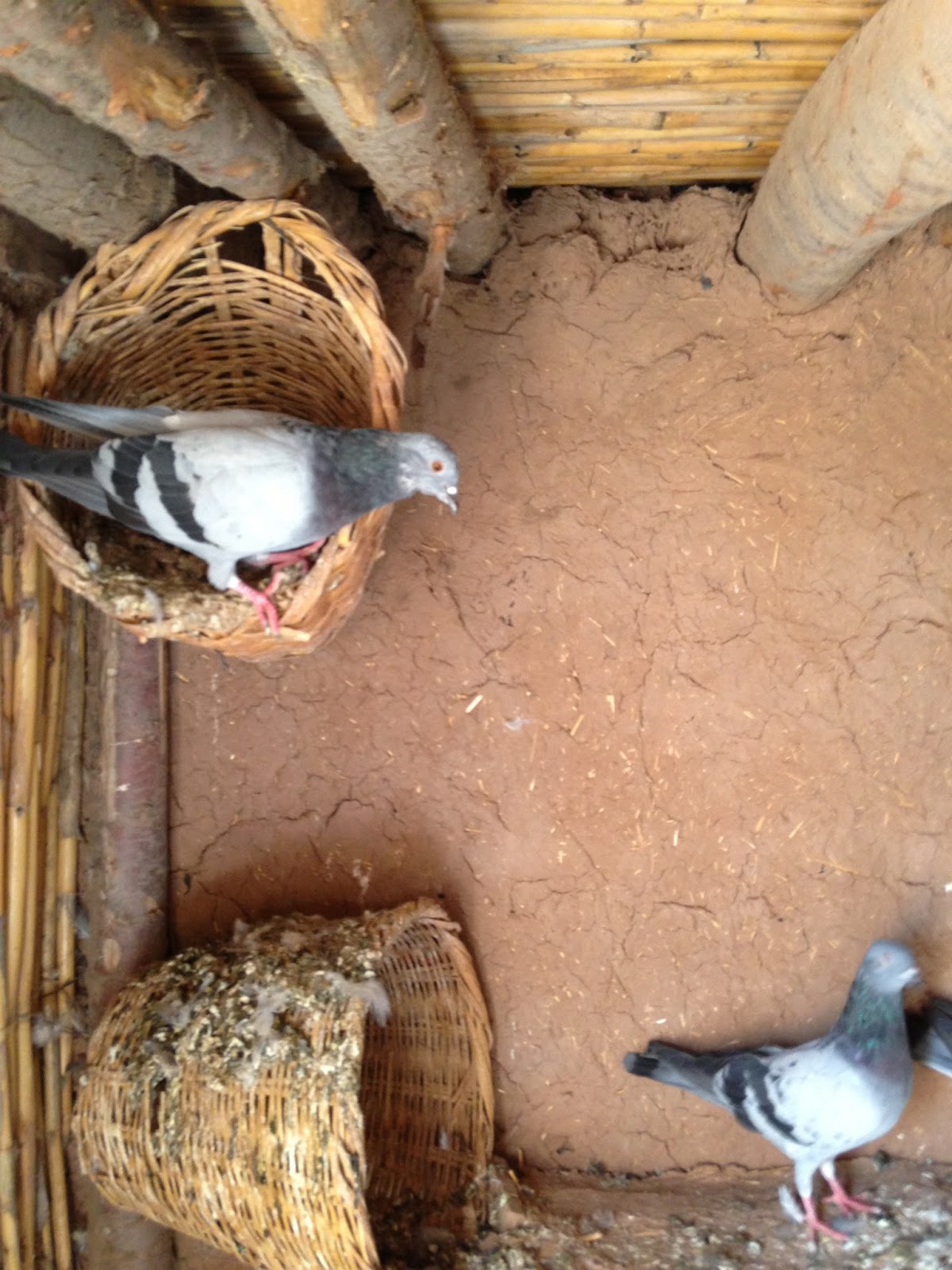 club chardonneret La maison des pigeons...