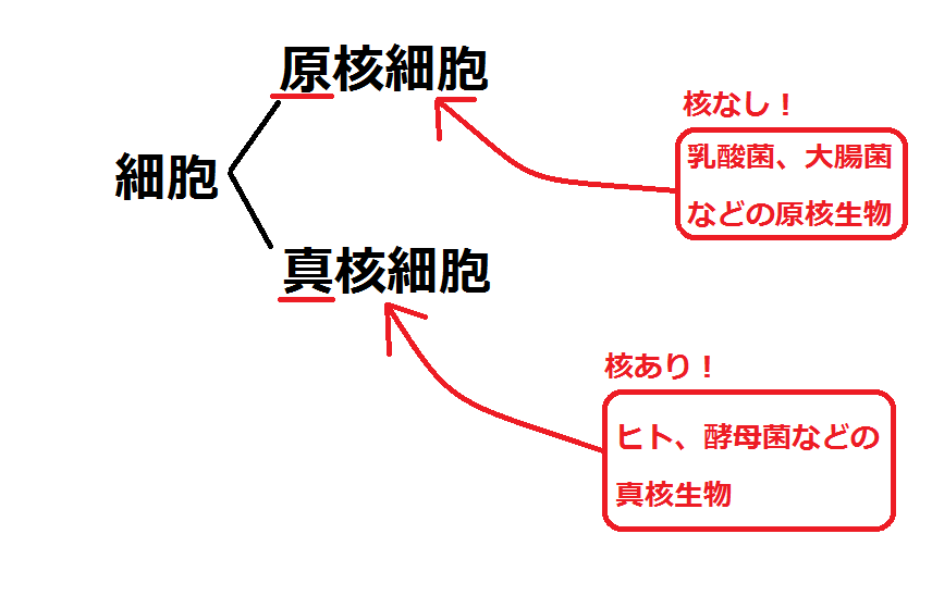 矢口はっぴーブログ わかりやすい高校生物基礎 生物まとめ 過去の記事に授業 講習の内容があります 質問はyoutube講義動画のコメント欄にお願いします 高校生物 第1講 細胞
