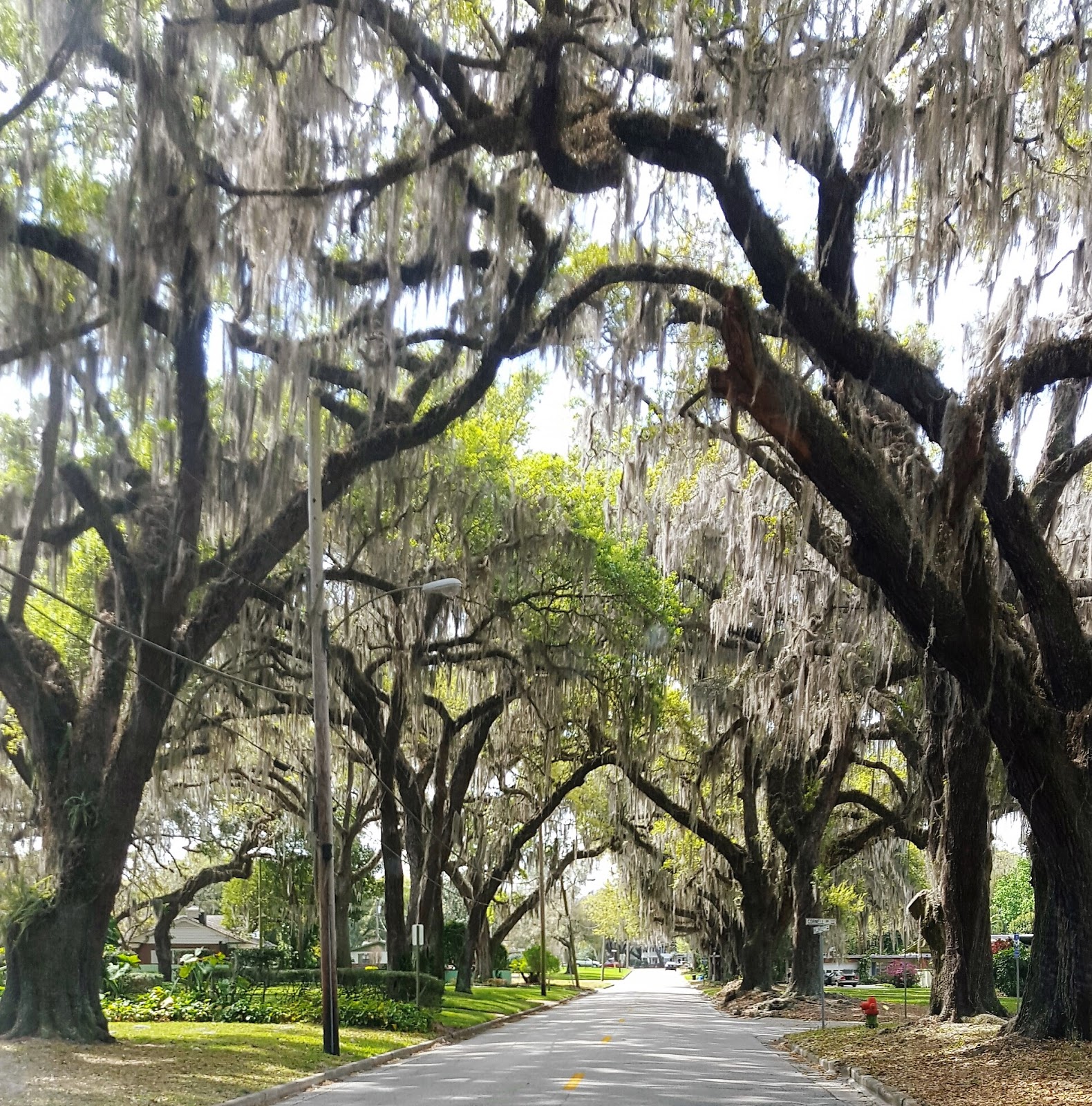 CENTRAL FLORIDA'S FASCINATING HISTORY PINE CASTLE ORIGINS