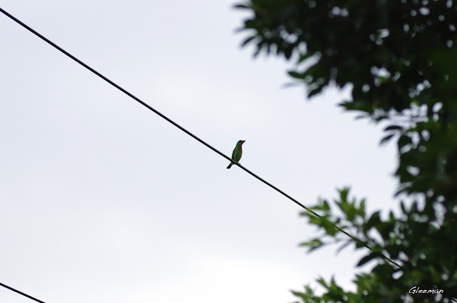 有時沿著自然步道一直走，傍晚散步到劍潭古寺，仍可見到在古寺外的電線上「叩叩叩」敲著木魚的五色鳥。
