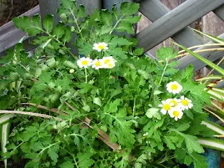 Rwanda began building its pyrethrum industry in 1970