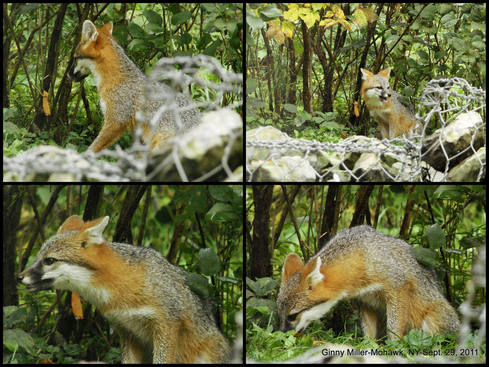 Photography By Ginny September 29, 2011The Gray Fox Pups