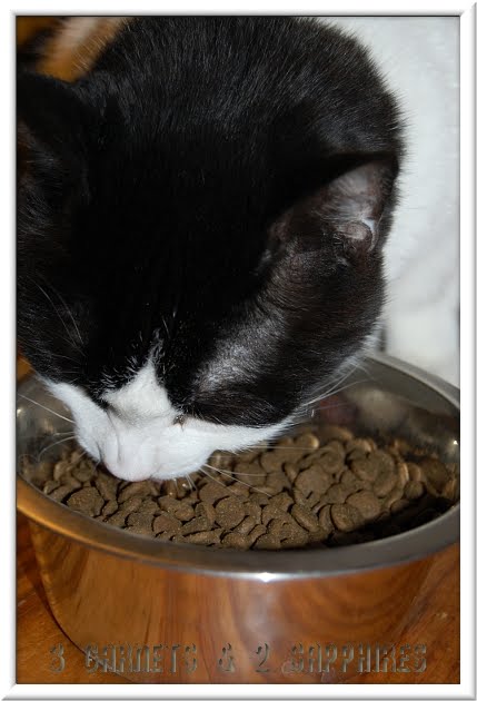Cat Poops Next To Food Cat Poops Next To Food