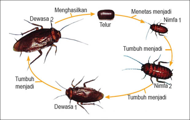 5 Contoh  Hewan yang Mengalami Metamorfosis  Tidak  Sempurna 