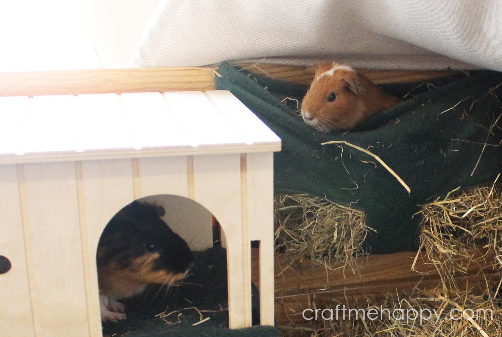 perspex guinea pig cage
