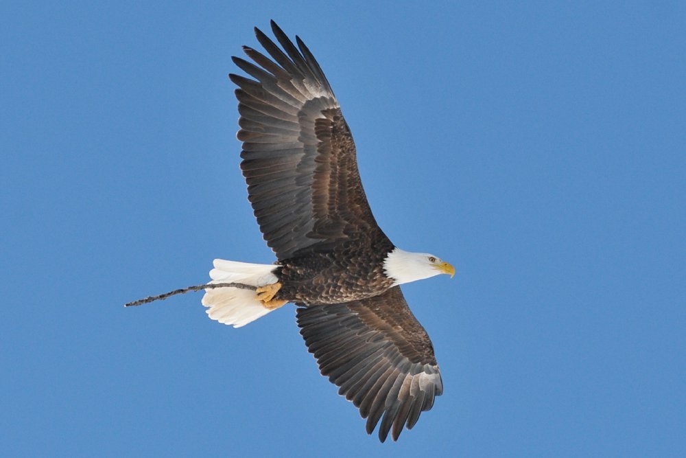 Columbia Wetlands Bald Eagle Nest Building