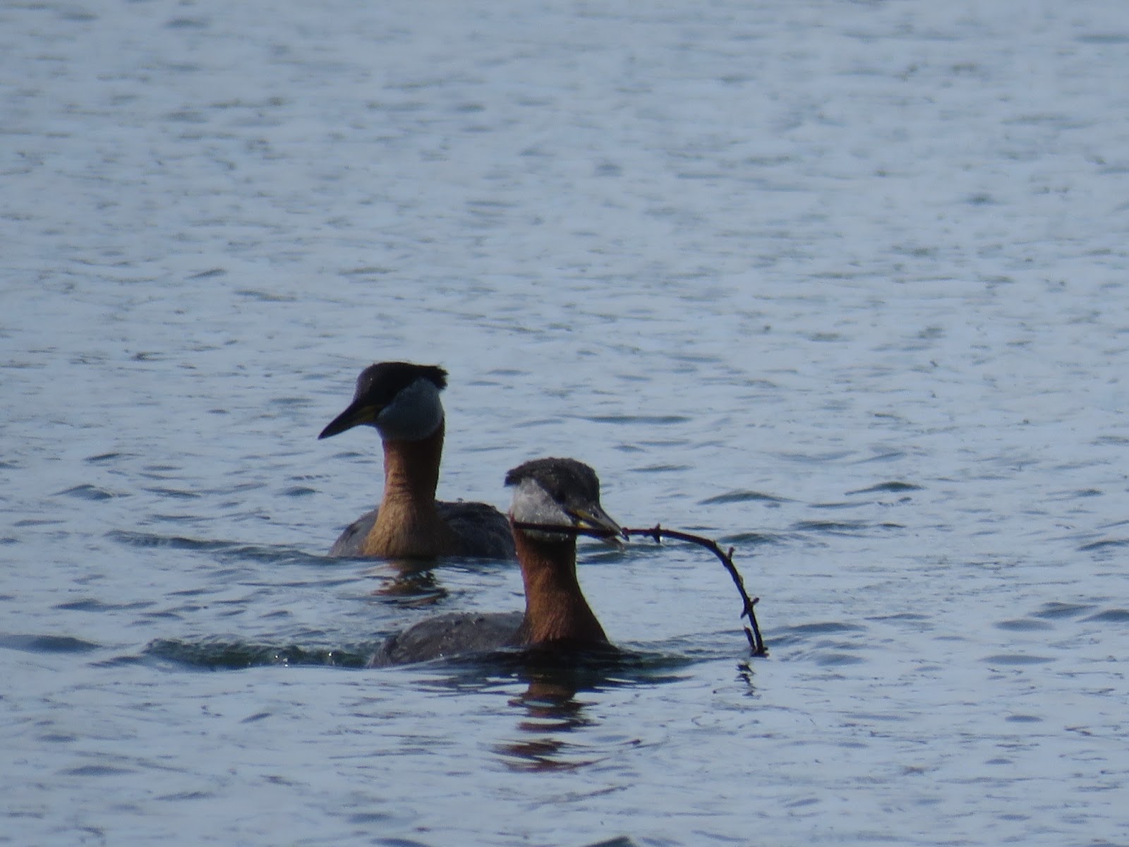 Bird & Travel Photos, Birding Sites, Bird Information DOUBLECRESTED