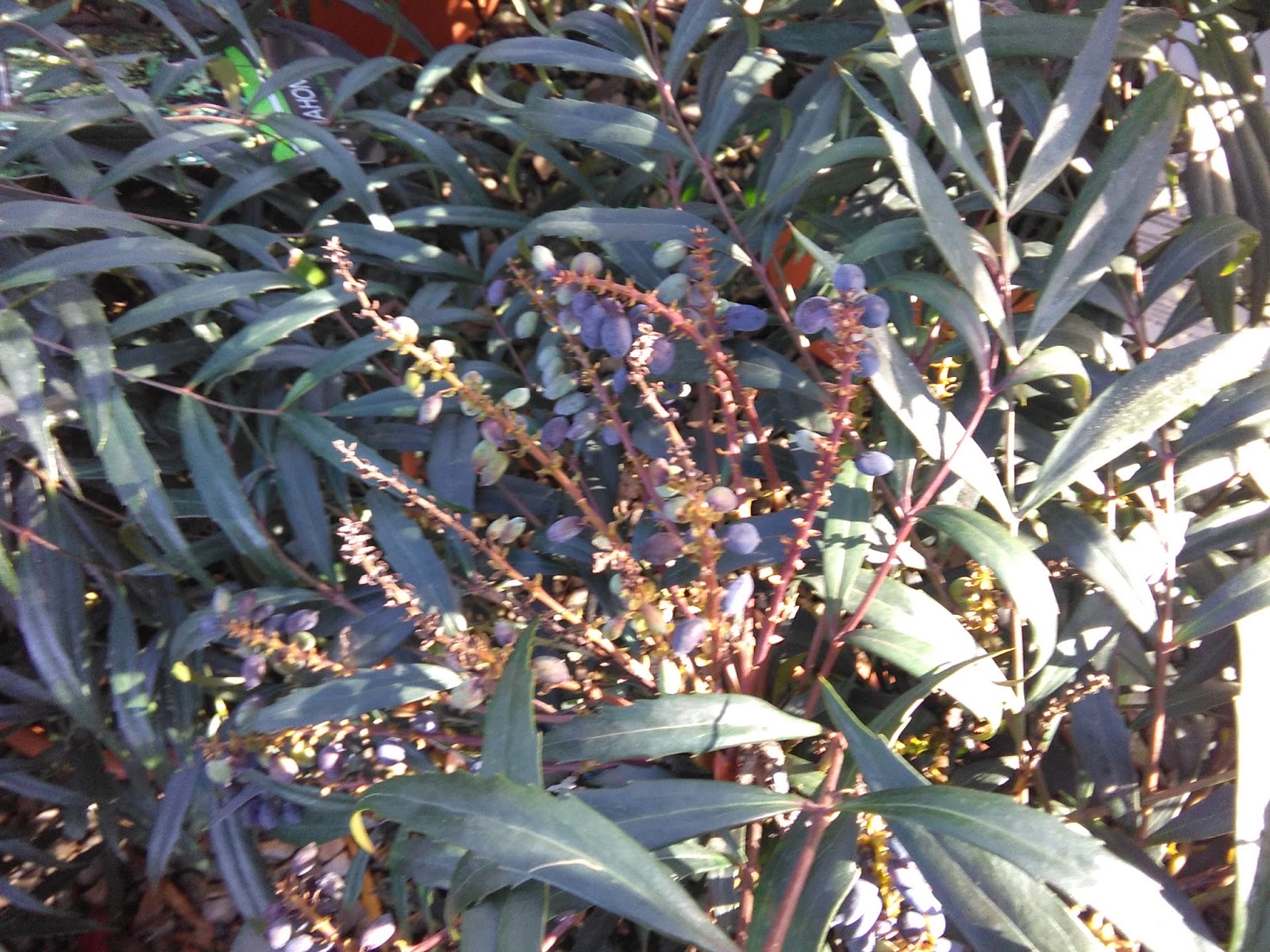 Donna Di Piante 2017