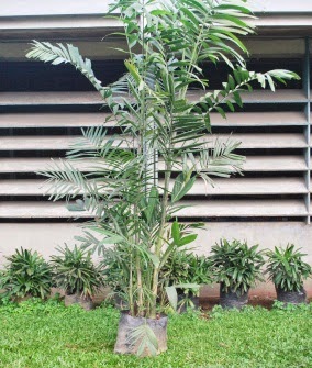 Macarthur palm, ornamental plants, Macarthur, palm