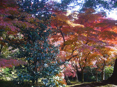 東福寺の紅葉〔絶景〕
