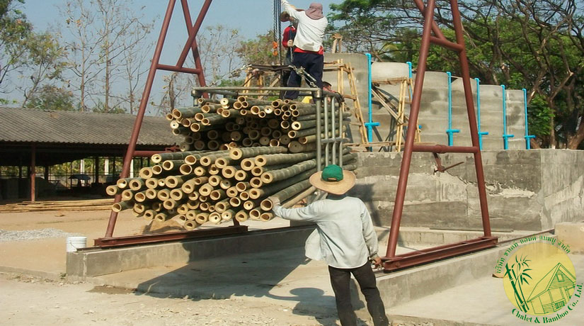 comment traiter bambou