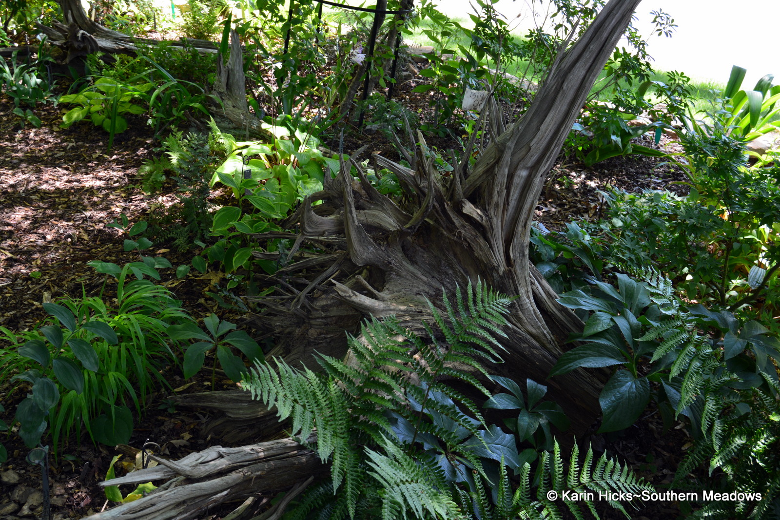A Stumpery Garden, Going Back to the Roots
