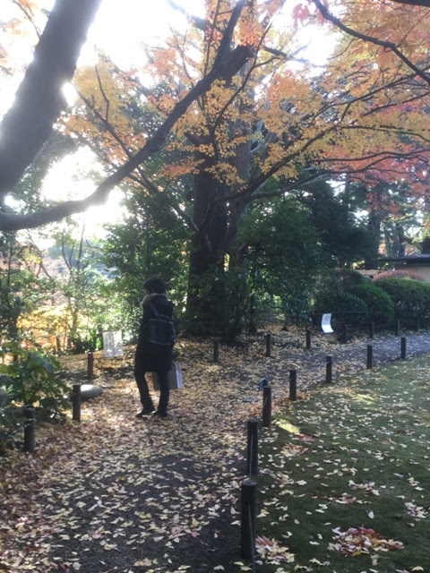 娘惹的雪泥鸿爪 旅居东京手册 28 旧古河庭園kyu Furukawa Gardens之枫红