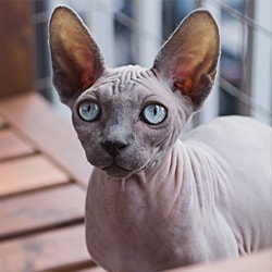 The Ones We Tamed Canadian Sphynx Cat Breed