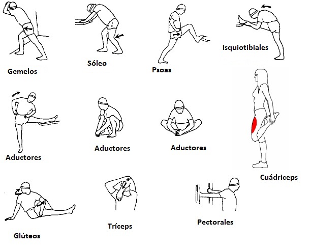 Estiramientos para todos los grupos musculares