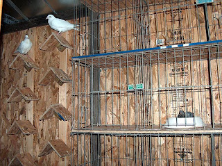 Merancang Kandang Merpati Hias Diumbar Di Taman Rumah