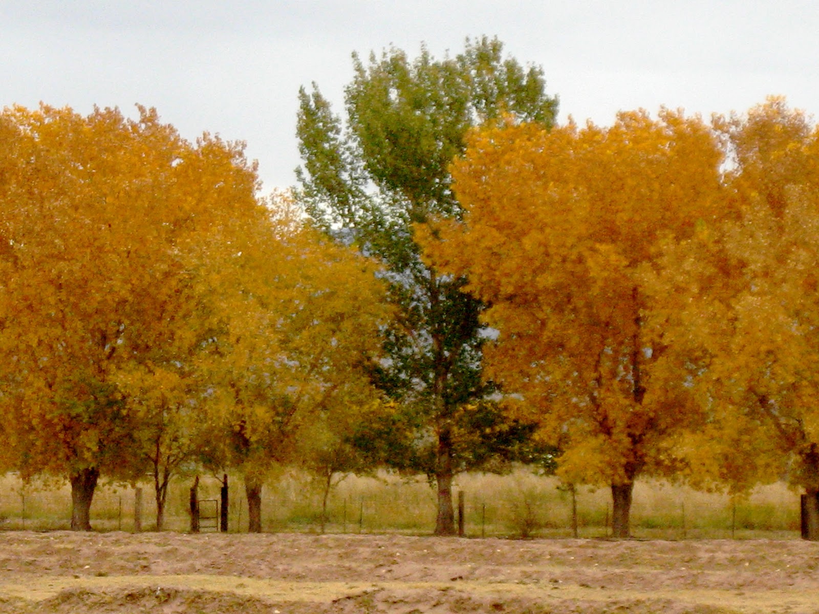 Living Rootless Tularosa, New Mexico Fall Foliage