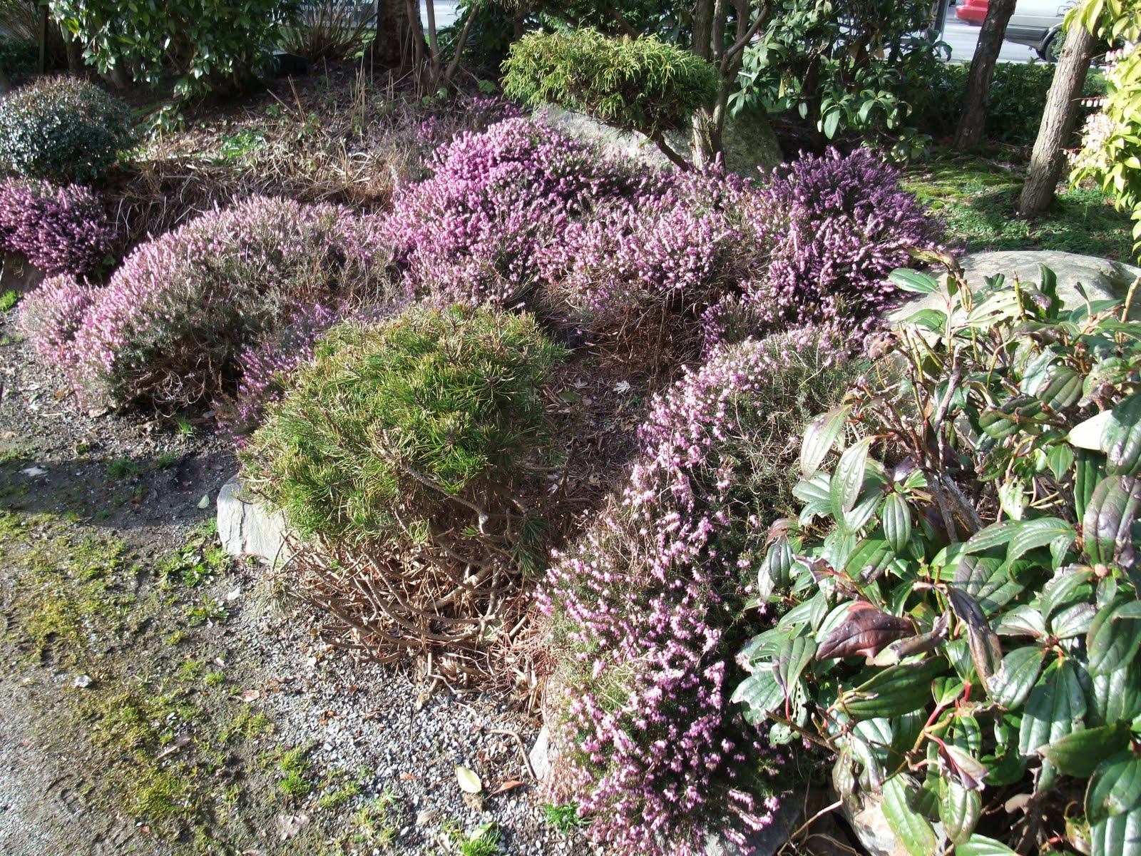 Inishindie Pieris