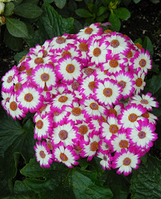 Allan Gardens Conservatory Spring Flower Show 2014 florist's cineraria by garden muses-not another Toronto gardening blog