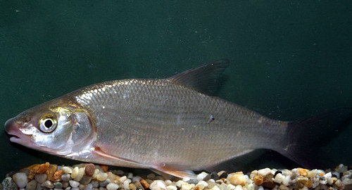 Pecanje saveti: Pecanje sljivara