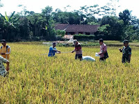 Babinsa Koramil 12/Jatinegara dampingi petani panen padi ubinan di Desa Tamansari